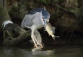 Black-crowned Night Heron, Nycticorax nycticorax hunting