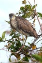 Black-crowned Night-Heron (Nycticorax nycticorax) Royalty Free Stock Photo