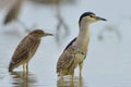 Black-crowned Night Heron (Nycticorax nycticorax)