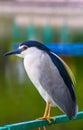 Black crowned night heron nycticorax nycticorax Royalty Free Stock Photo