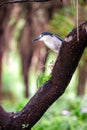 Black-crowned Night Heron (Nycticorax nycticorax) Outdoors