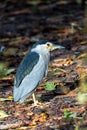 Black-crowned Night Heron (Nycticorax nycticorax) Outdoors