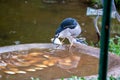 Black-crowned Night Heron (Nycticorax nycticorax) Outdoors