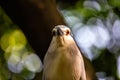 Black-crowned Night Heron (Nycticorax nycticorax) Outdoors