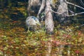 Black-crowned night heron with prey in its beak.Big Cypress National Preserve.Florida.USA Royalty Free Stock Photo