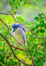 Black crowned night heron nycticorax nycticorax sitting on a tree branch