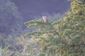 The Black-crowned night heron (Nycticorax nycticorax) sitting on a green tree branch in the Czech Republic Royalty Free Stock Photo