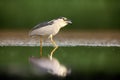 The black-crowned night heron ,Nycticorax nycticorax, watching for fish in shallow water.Heron with reflection in water. Night