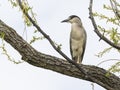 Black-crowned night heron nycticorax nycticorax