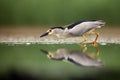 The black-crowned night heron Nycticorax nycticorax watching for fish in shallow water with green background. A small night