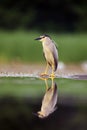 The black-crowned night heron Nycticorax nycticorax watching for fish in shallow water with green background. A small night