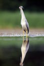 The black-crowned night heron ,Nycticorax nycticorax, watching for fish in shallow water.Heron with reflection in water