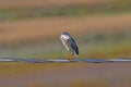 Black-crowned Night Heron (Nycticorax nycticorax) on a wire Royalty Free Stock Photo