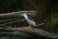 Black-crowned night heron perched on a fallen tree trunk on the lake water Royalty Free Stock Photo