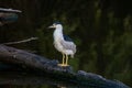 Black-crowned night heron perched on a fallen tree trunk on the lake water Royalty Free Stock Photo