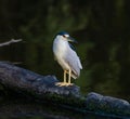 Black-crowned night heron perched on a fallen tree trunk on the lake water Royalty Free Stock Photo