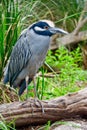 Black Crowned Night Heron Hunting Royalty Free Stock Photo