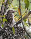 Black-crowned Night Heron Photos. Image. Portrait. Picture. Babies. Baby Birds. Nest. Close-up Profile View.  Background And