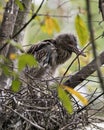 Black-crowned Night Heron Photos. Image. Portrait. Picture. Babies. Baby Birds. Nest. Close-up Profile View.  Background And