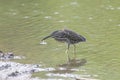 Black crowned night heron caught a fish Royalty Free Stock Photo