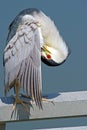 Black-crowned Night Heron Royalty Free Stock Photo