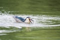 Night heron prey closeup Royalty Free Stock Photo