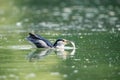 Night heron prey closeup Royalty Free Stock Photo