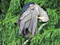 Black-crowned Night-Heron (Nycticorax nycticorax) Royalty Free Stock Photo