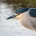 Black crowned Night Heron Royalty Free Stock Photo