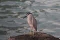 Black-Crowned Night Heron