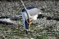 Black Crowned Night Heron sits perched on a fallen tree along edge of river Royalty Free Stock Photo