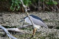 Black Crowned Night Heron sits perched on a fallen tree along edge of river Royalty Free Stock Photo