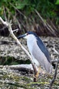 Black Crowned Night Heron sits perched on a fallen tree along edge of river Royalty Free Stock Photo