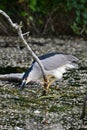 Black Crowned Night Heron sits perched on a fallen tree along edge of river Royalty Free Stock Photo