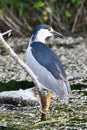 Black Crowned Night Heron sits perched on a fallen tree along edge of river Royalty Free Stock Photo