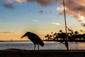 Black-crowned night heron sitting on the banister in Ala Moana Regional Park and Beach of Honolulu, Hawaii Royalty Free Stock Photo