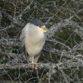 Black-crowned Night-Heron sitting on a branch at George C. Reifel Migratory Bird Sanctuary