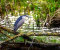 Black-crowned night heron sitting on a fallen tree Royalty Free Stock Photo