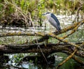 Black-crowned night heron sitting on a fallen tree Royalty Free Stock Photo