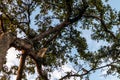 Black-crowned night heron sitting on the tree in Ala Moana Regional Park and Beach of Honolulu, Hawaii Royalty Free Stock Photo