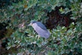 Black-crowned night heron sitting at a tree Royalty Free Stock Photo