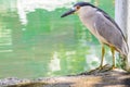 Black Crowned Night Heron by the river