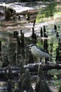 Black-crowned Night Heron Standing On Swamp Branch Surrounded By Cypress Knees