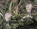 Black-crowned Night Heron Stock Photos. Portrait. Image. Picture. Two juvenile birds standing on moss rocks by the water Royalty Free Stock Photo