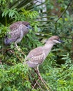 Black Crowned Night Heron Stock Photos. Portrait. Picture. Image. Two juvenile birds perched on tree branches Royalty Free Stock Photo