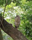 Black-crowned night heron on tree limb