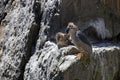 Black-crowned night heron with two chicks Royalty Free Stock Photo