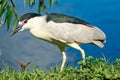 Black Crowned Night Heron Venice Rookery