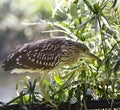 Black-Crowned Night-Heron Royalty Free Stock Photo