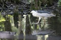 Black-crowned night heron walking in water with reflection